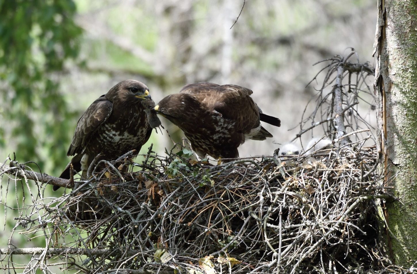 Modernising a key bird research platform in the Czech Republic